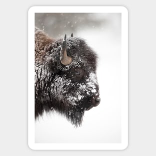 American bison (C011/1570) Sticker